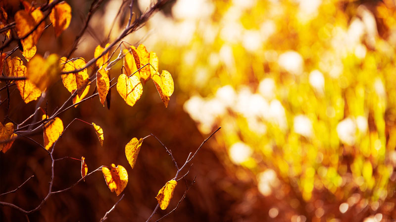Natural light falling in the fall on leaves of a tree